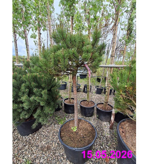 Pinus mugo 'Carsten's Wintergold' C 65 L